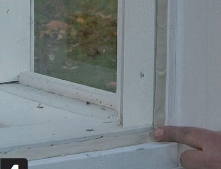 Kit glattes ud i rude i orangeri Kitten glattes ud med en finger i ruden i orangeri